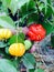 Rainbow Suriname cherry