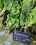 Rainbow Swiss Chard