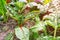 Rainbow Swiss Chard in garden