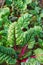 Rainbow Swiss chard with red stalks