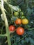 Rainbow tomatoes