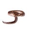 Rainbow tree boa on white background