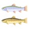 Rainbow trout and brown trout