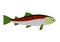 Rainbow trout cartoon illustration.
