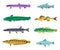 Rainbow Trout and Cirrhitops Vector Illustration