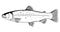 Rainbow trout fish black and white illustration