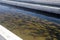 Rainbow trout in fish hatchery in California, USA