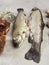 Rainbow Trout, meat, ousters, giblets, high purine foods