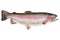 Rainbow trout - Oncorhynchus mykiss