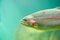 Rainbow trout Oncorhynchus mykiss close-up floating under aquamarine water background