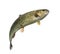 Rainbow trout swimming, isolated