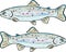 Rainbow trout vector illustration clip-art fish image