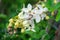 Rainbow white and yellow shower flower