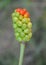 Rainbow wild plant