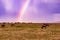 Rainbow Wildlife Animals Mammals at the savannah grassland wilderness hill shrubs great rift valley maasai mara national game