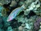 Rainbow wrasse