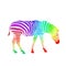 Rainbow zebra isolated on white background. Vector