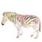 Rainbow Zebra portrait sketch isolated on white background. Vector