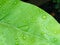 Raindrop on The Aspleniaceae Fern