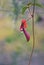 Raindrop on an Australian Dusky Coral Pea