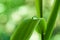 Raindrop on bamboo leaves