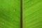 Raindrop on Banana leaf background