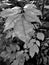 Raindrop on black and white foliage