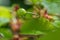 Raindrop. Cherry ripens on a green tree in the summer. Fruit on the branch in the garden. Nature blurred green background.