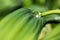 A raindrop close-up on a green plant.