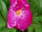 Raindrop covered pink peony bud beginning to unfold it\'s petals