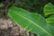 The raindrop on fresh banana leaf