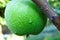 Raindrop on a granny smith apple in an orchard image