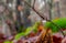 Raindrop hanging on a leafless twig in the blurred natural background