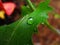 Raindrop on hibiscus leaf