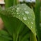 Raindrop On The Leaf