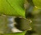 Raindrop on leaf