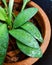 Raindrop on leaves of potted plant