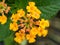 Raindrop on Little Yellow Hedge Flowers