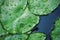 Raindrop on lotus leaves on pond texture background