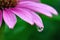 Raindrop on Purple Coneflower