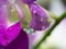 Raindrop on Purple Dendrobium Orchid