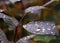 Raindrop on Purple Leaf