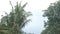 raindrops against a backdrop of coconut trees and large trees that are densely leafy