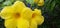 Raindrops among the Alamanda flowers