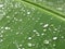 Raindrops on Banana Leaf