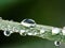 Raindrops on a blade of grass