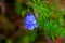 Raindrops on bluebell flower macro