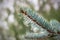 Raindrops on a branch of blue spruce