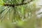 Raindrops on a branch of pine close up