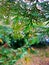 Raindrops on the branches of a bush in the park.